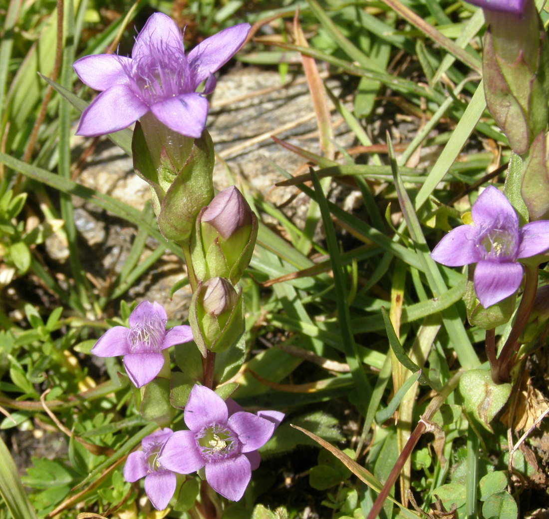 Gentianella campestris